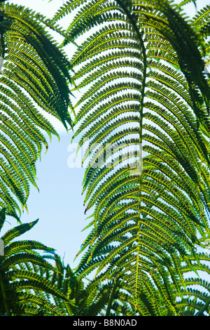 Fern détails sur le Pihea trail sur Kauai Hawaii USA Banque D'Images