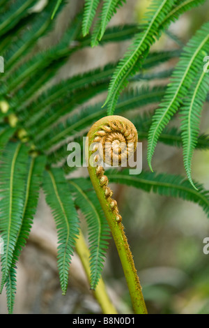 Fern détails sur le Pihea trail sur Kauai Hawaii USA Banque D'Images