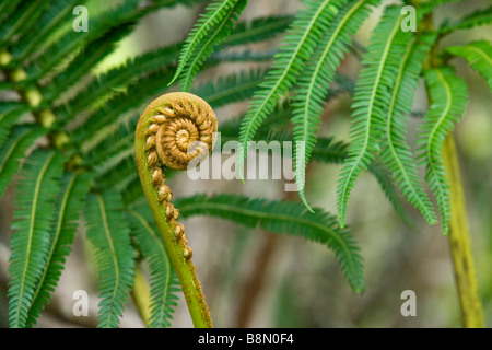 Fern détails sur le Pihea trail sur Kauai Hawaii USA Banque D'Images