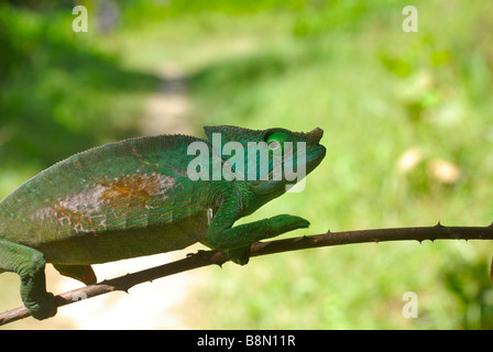 Parson's adultes Calumma parsonii cristifer (CAMÉLÉON) à Analamazaotra réserve spéciale (Périnet), Madagascar. Banque D'Images