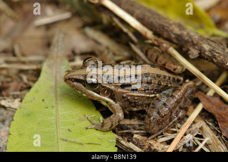 Grenouille strié de Mascarene (Ptychadena mascareniensis) sur sol de Anjaha Réserve communautaire, à Madagascar. Banque D'Images