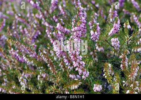 ERICA X DARLEYENSIS MARY HELEN Banque D'Images