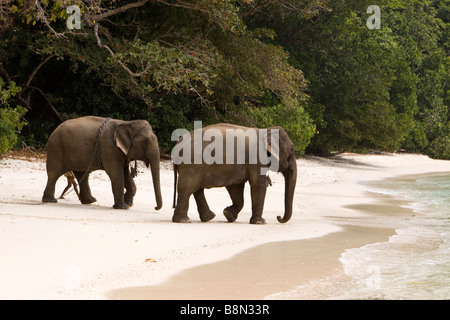 Andaman et Nicobar Inde Havelock island mahout éléphants marche à la mer pour le lavage Banque D'Images