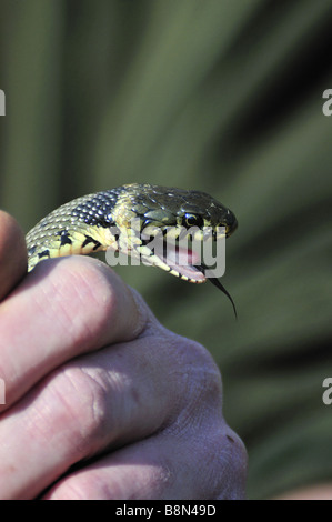 Couleuvre à collier (Natrix natrix) feindre la mort Banque D'Images