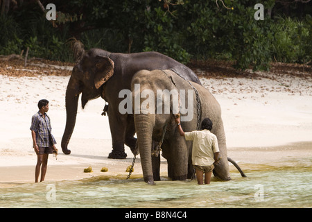 Andaman et Nicobar Inde Havelock island deux cornacs lave-éléphant dans la mer Banque D'Images