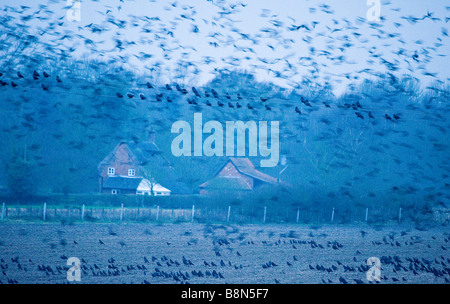 Les corbeaux freux Corvus frugilegus pre roost Buckenham ainsi que la collecte d'hiver Norfolk Banque D'Images