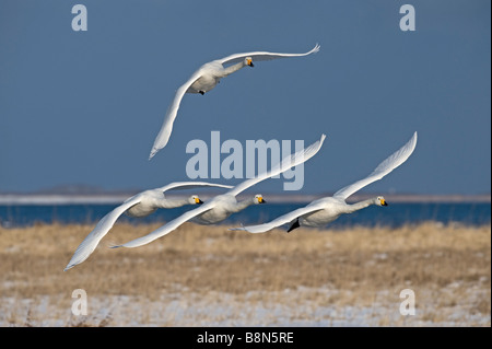 Cygne chanteur Cygnus cygnus Hokkaido au Japon Banque D'Images