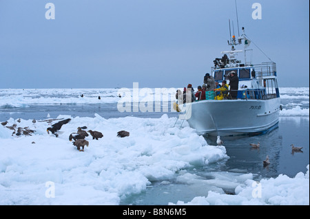 Les touristes photographiant Stellers et le cerf à queue blanche dans les glaces au large de la péninsule de Shiteko Hokkaido Japan winter Banque D'Images