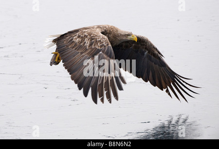 White-tailed Eagle (l'Aigle de mer) Japon Banque D'Images
