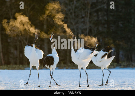 Yinruilin grues japonaises à l'aube, disaplaying Hokkaido Japon Février Banque D'Images