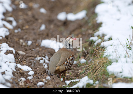 Pattes rouge Partridge Alectoris rufa sur les terres agricoles en hiver Norfolk Banque D'Images