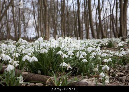 Close close up shot of snowdrops dans un bois Banque D'Images