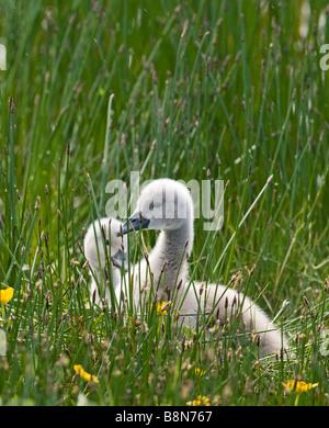 Cygne tuberculé Cygnus olor cygnets Juin Shetland Banque D'Images