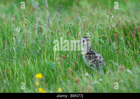 Courlis esquimau Numenius arquata chick Juin Shetland Banque D'Images