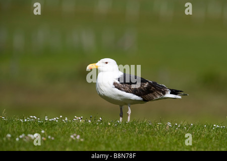 Noir grand goéland marin Larus marinus 3e an Juin Shetland Banque D'Images