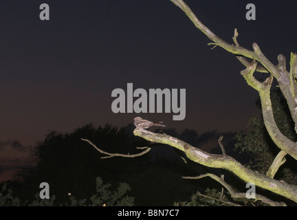 Nightjar Caprimulgus europaeus homme churring sur chanson poster North Norfolk Juin Banque D'Images