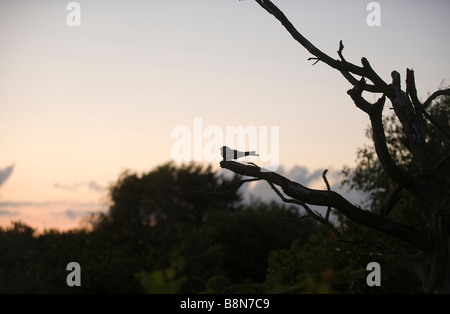 Nightjar Caprimulgus europaeus homme churring sur chanson poster North Norfolk Juin Banque D'Images