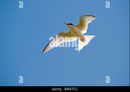 Sterne naine Sterna albifrons réserve RSPB Minsmere Juin Suffolk Banque D'Images