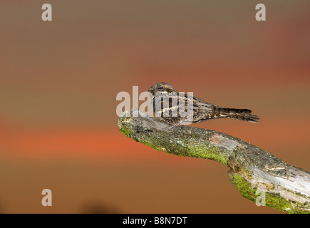 Nightjar Caprimulgus europaeus homme churring sur chanson poster North Norfolk Juin Banque D'Images