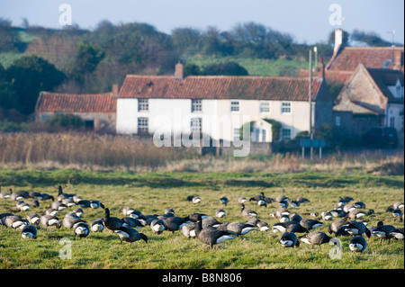 La Bernache cravant Branta bernicla Salthouse Norfolk hiver Banque D'Images