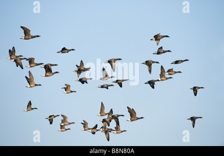 La Bernache cravant Branta bernicla Salthouse Norfolk hiver Banque D'Images