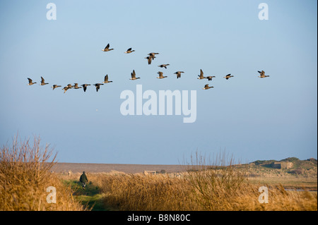 La Bernache cravant Branta bericla voler au-dessus de la tête d'un Walker Salthouse North Norfolk Décembre Banque D'Images