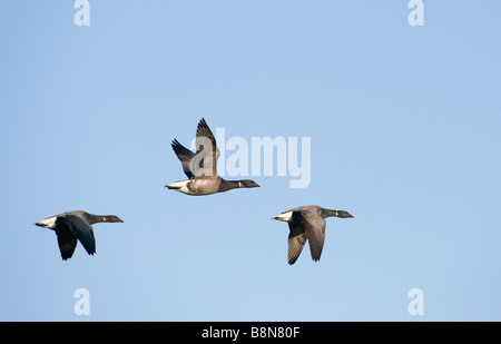 La Bernache cravant Branta bernicla Salthouse Norfolk hiver Banque D'Images