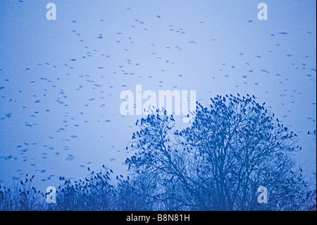 Les corbeaux freux Corvus frugilegus à roost Buckenham ainsi que Norfolk Banque D'Images