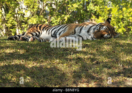 Amour ou tigre de Sibérie dormir dans l'ombre. Banque D'Images