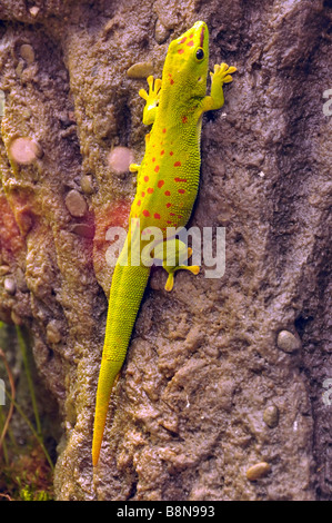 Gecko géant de Madagascar 24. Banque D'Images