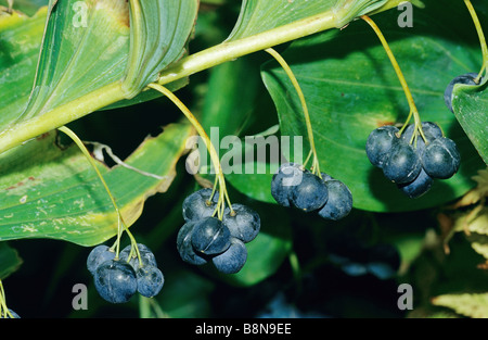 Salomon angulaire-seal avec des baies / Polygonatum odoratum Banque D'Images