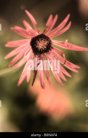 Un Close-up de Gerbera rouge corail Fleur Marguerite Banque D'Images