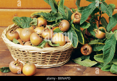 Nèfles communes - fruits basket / Mespilus germanica Banque D'Images