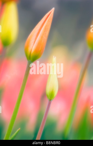 Duo de fleurs tulipes Banque D'Images