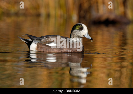 Le Canard d'Anas americana homme hiver Arizona USA Banque D'Images