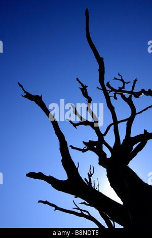 Silhouette d'arbre mort contre un ciel bleu profond Banque D'Images