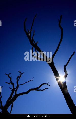 Silhouette d'arbre mort contre un ciel bleu profond Banque D'Images