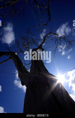 Silhouette d'arbre mort contre un fond bleu ciel avec nuages épars Banque D'Images