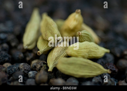 Gousses de cardamome sur un lit de poivre noir fermer jusqu'au jardin d'épices de l'Asie Sri Lanka Banque D'Images