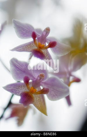 Fleurs orchidée Phalaenopsis reaching out. Fleurs rose clair de phalaenopsis equestris hybride d'orchidée Banque D'Images