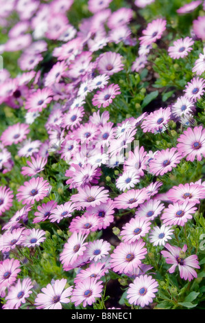 Motif à fleurs rose Daisy africains. Lit de fleur en pleine floraison, delicatecolors Banque D'Images