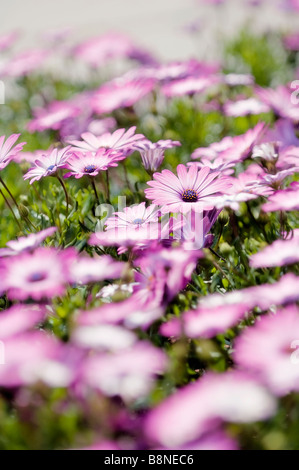 Rose tendre motif à fleurs Daisy africains. Lit de fleur en pleine floraison, couleurs délicates Banque D'Images