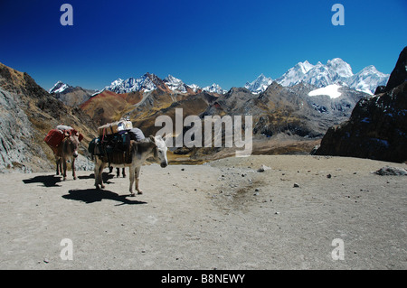 Trois ânes transportant des fournitures de trekking dans la Cordillère Huayhuash, le Pérou. Banque D'Images