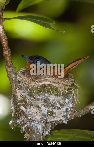 Madagascar Paradise Flycatcher Nosy Mangabe Banque D'Images