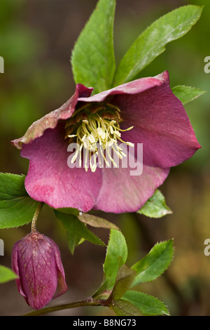 L'hellébore rose foncé Highdown 'Rosa' en fleurs au printemps dans la région de Sussex, England, UK Banque D'Images