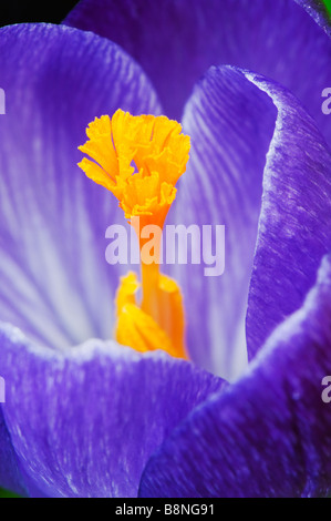 Crocus vernus 'Queen of the Blues' Fleur détail montrant les stigmates Banque D'Images