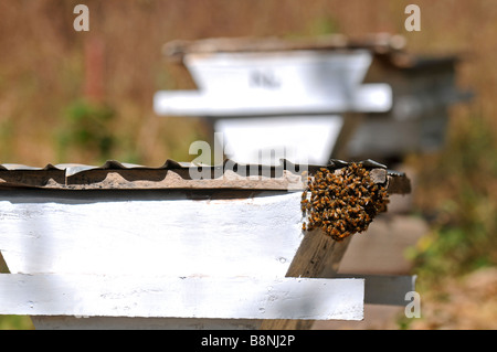 Ruche, la Gambie, Afrique de l'Ouest Banque D'Images