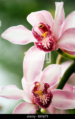 Deux Rose Les Orchidées Cymbidiums toucher Banque D'Images