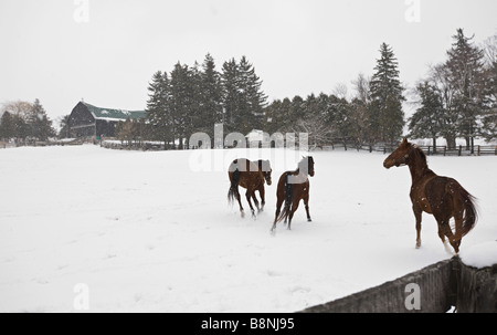 Chevaux dans la neige juste à l'extérieur de Newmarket, Ontario, Canada Banque D'Images