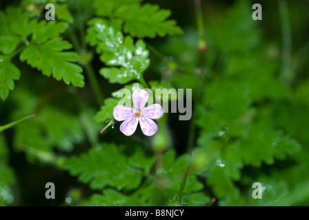 Herb Robert (Geranium robertianum) Banque D'Images